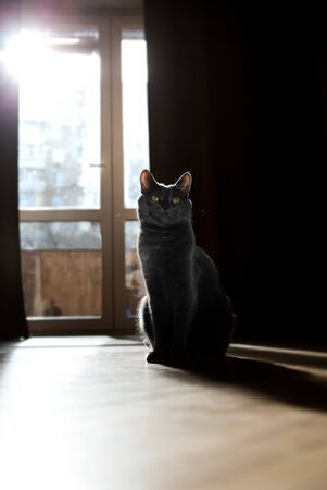 Funny cat is sitting in the apartment. Shadow and light. Spring.の写真素材