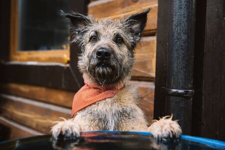 Funny dog with wet hair drinks water from a barrel.の写真素材