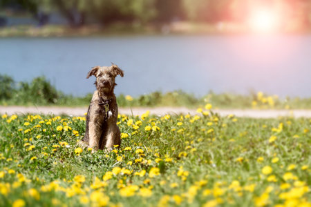 A little funny puppy sits in a field of dandelion flowers.