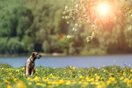 A little funny puppy sits in a field of dandelion flowers.の写真素材