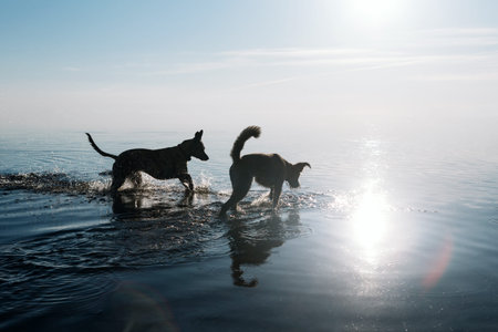 Two funny friendly dogs are swimming in the water.の写真素材