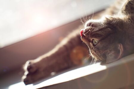 Domestic cat lies on the window and basks in the sun.の写真素材