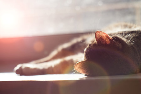 Domestic cat lies on the window and basks in the sun.