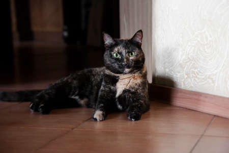 The domestic beautiful cat lies on a brown floor in the house. She is looking at the camera.の写真素材