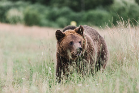 A beautiful brown bear walks on a field of grass against the background of a forest. Its raining.