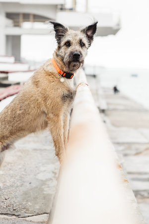 Portrait of a domestic dog in a collar in the city, she walks along the embankment and looks in...