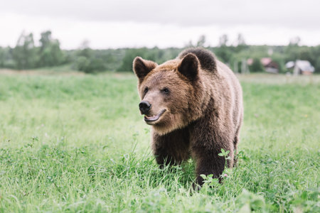 Portrait of a brown bear walking in the field in the grass against the background of residential buildings or a village .の写真素材