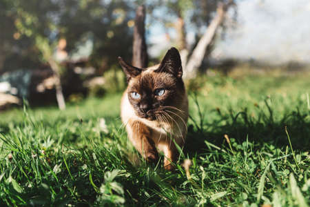 A beautiful adult cat walks on the grass. Thai cat breed.の写真素材
