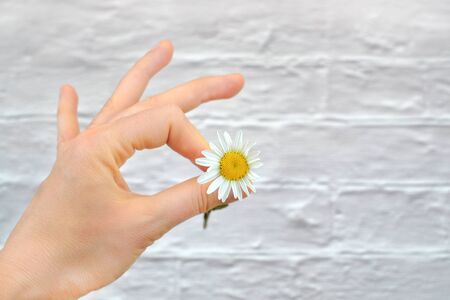 Camomile in hand on white bricks backgroundの写真素材