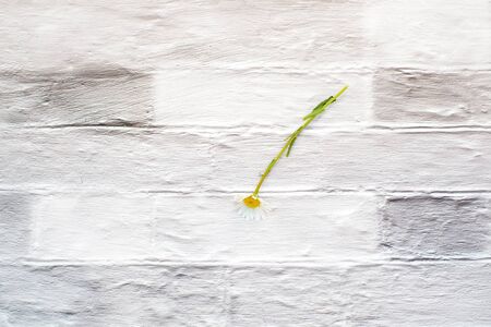 White chamomile flower on brick wall backgroundの写真素材