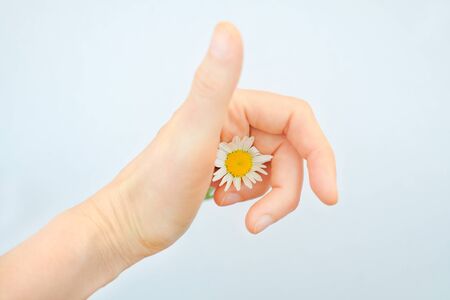 Camomile in the hand on a grey backgroundの写真素材