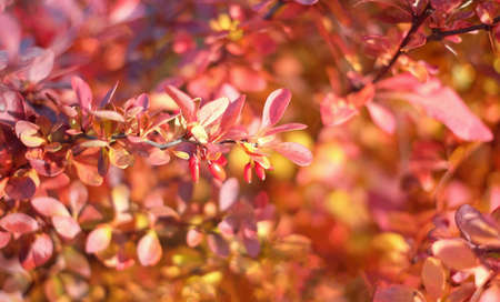 Red cornus mas berry on tree branchの写真素材