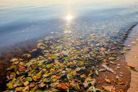 Colourful fall leaves in the water, sunny autumn day, nature backgroundの写真素材