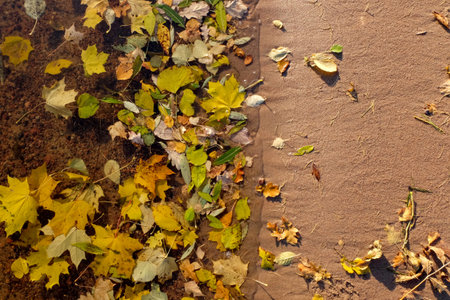 Sand and water with colourful fall leaves, nature backgroundの写真素材