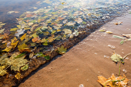 Sand and water with colourful fall leaves, nature backgroundの写真素材