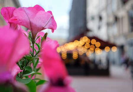 Flowers on the street in St.Petersburg, Russia. Selective focus, beautiful soft evening light.の写真素材
