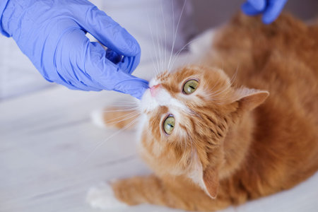Cute ginger cat getting a pill from veterinarians hand on the table cat bites finger of vet