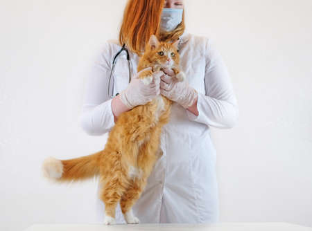 Female veterinarian and cat standing on its paws on the table , white background, pet care conceptの写真素材