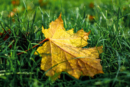 Dry autumn yellow maple leaf on the green grass, selective focus