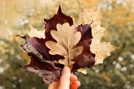 Hand holding dry maple and oak leaves, autumn season, vintage color