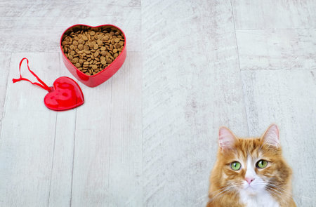 Cute ginger cat and heart shaped bowl with food for pets and red toy on wooden background. With love...