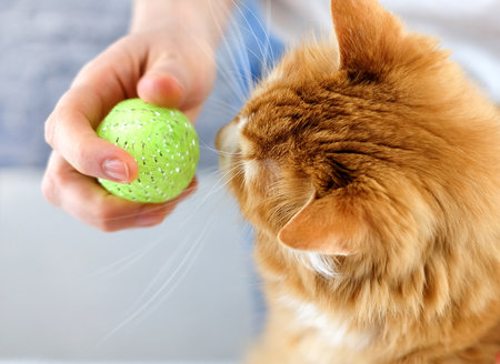 Ginger cat looks on ball toy in the humans hand. Communication and friendship between human and animal. Animal training. Selective focusの写真素材