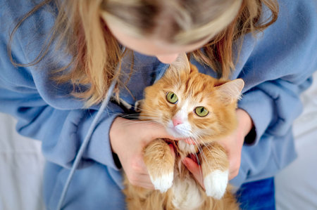 Ginger cat on the childs knees, girl holds cats paws, close-up. Love and care for pets