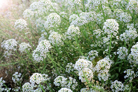 Alyssum flowers. Lobularia maritima flowers. Spring and summer flowers background texture, meadow. With sun light.の写真素材