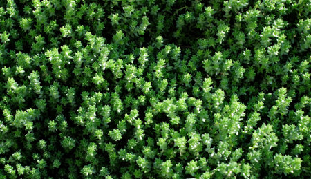 Sedum acre stonecrop. Groundcover plant. Natural abstract background, selective focus