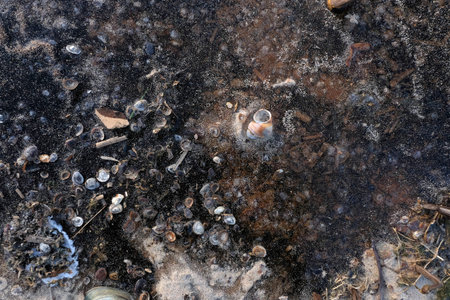 Natural abstract backgroud of seashells in frozen water sea
