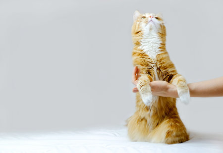 Ginger cat sitting on its hind legs and holds human hand on grey background. Copy space