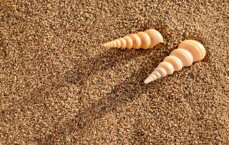 Two sea shells on sand as background, sunny day. Copy space