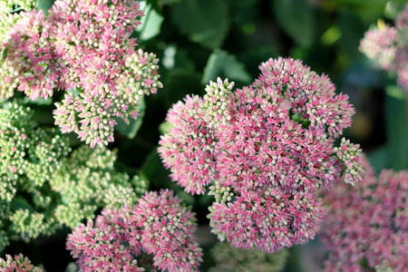 Blooming hylotelephium spectabile pink flowers, natural background