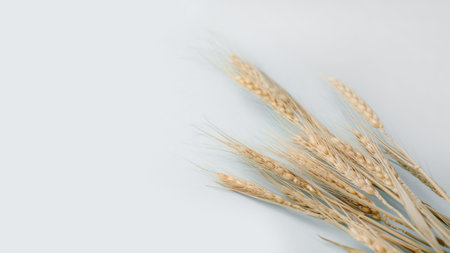 Ears of wheat on grey background, copy spaceの写真素材