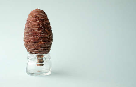 Pine cone in glass vase on grey backgroundの写真素材