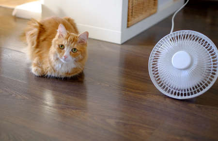 Cat and fan on floor at home. Summer heat.の写真素材