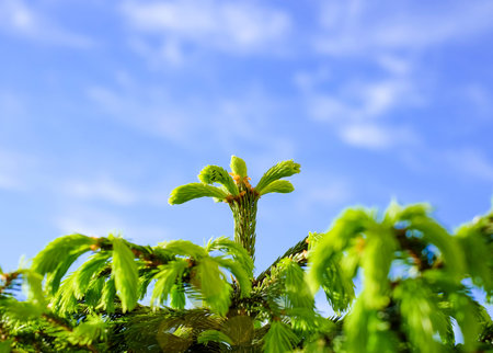 Branches of pine tree on blue sky, natural abstract background, copy space.