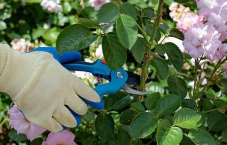 Hands with secateurs cutting flowers on rose bush, gardening, hobbyの写真素材