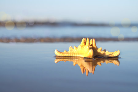Sea star and reflecion on the coast, natural sea background with bokeh. Copy spaceの写真素材