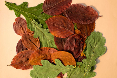 Dry leaves autumn background, top view, vintage color