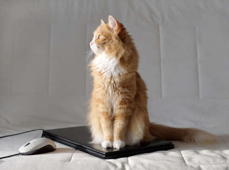 The cute ginger cat sitting on laptop and looking away on white sofa backgroundの写真素材