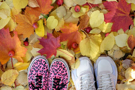 A couople feet on autumn leaves, copy spaceの写真素材