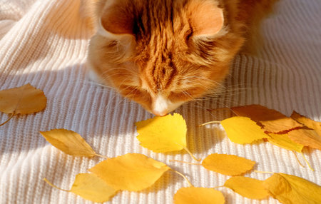 The cat and yellow autumn leaves on knitted sweaterの写真素材