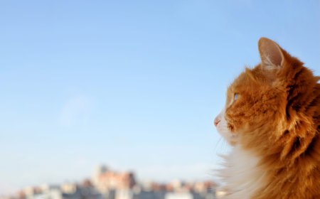 Red cat on blue sky and city background