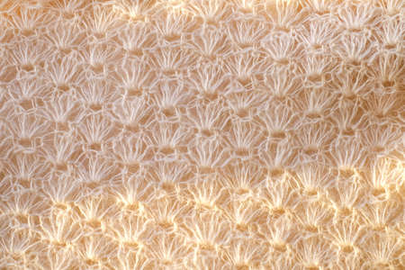 White woolen natural texture, knitted textile background, top viewの写真素材