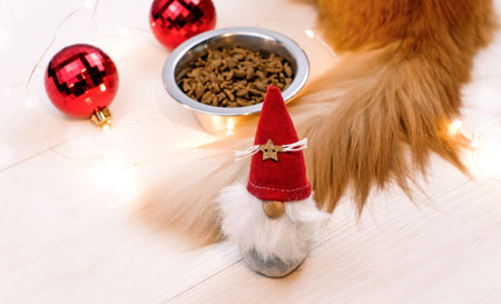 Christmas decor, ginger cat and bowl with food for cats on white wooden backgroundの写真素材