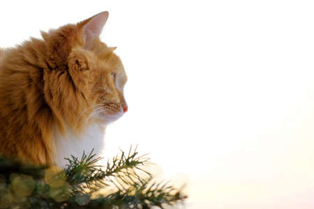 The cat near Christmas tree branches. Domestic cat sitting near window, copy spaceの写真素材