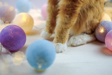Cat sits on the wooden floor near lights cotton balls garland for partyの写真素材