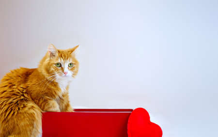Ginger cat puts paws in red box, near heart toy, copy space. Cat and holidaysの写真素材