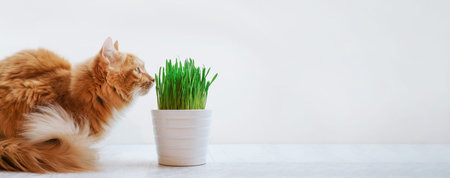 Siberian red cat eats green grass for cats, sprouted oats useful for cats copy space